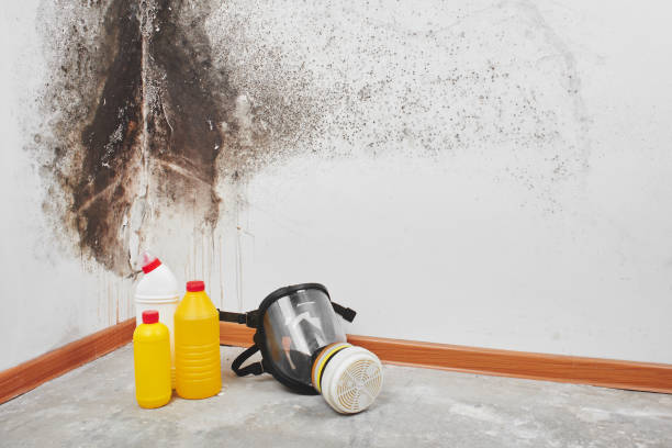 Best Post-Flood Mold Remediation in Mount Vernon, TX