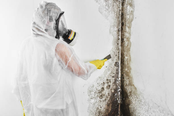 Best Kitchen Mold Remediation in Mount Vernon, TX