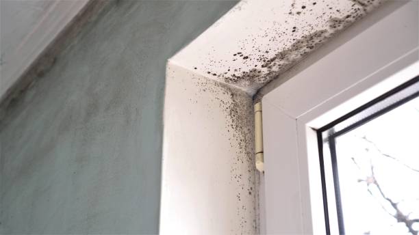 Mount Vernon, TX Mold Remediation Company