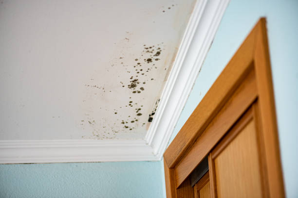 Best Mold Testing and Inspection Services in Mount Vernon, TX