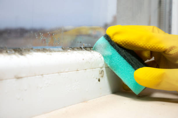 Best Preventive Mold Services in Mount Vernon, TX