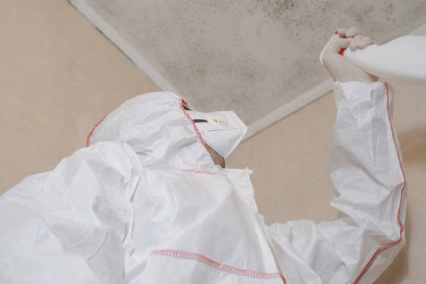Trusted Mount Vernon, TX Mold Remediation Experts