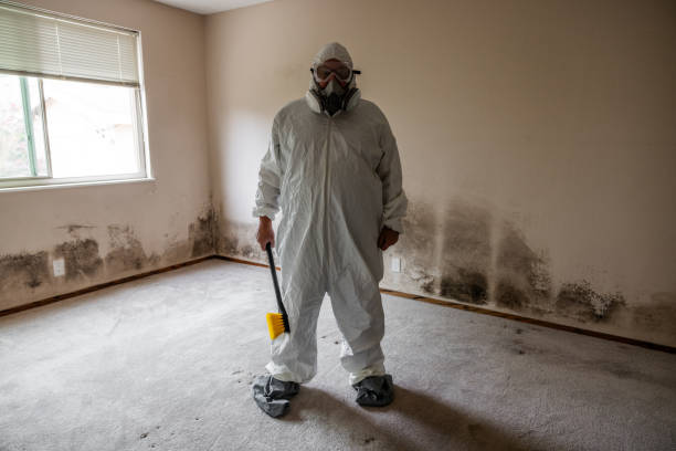 Best White Mold Remediation in Mount Vernon, TX