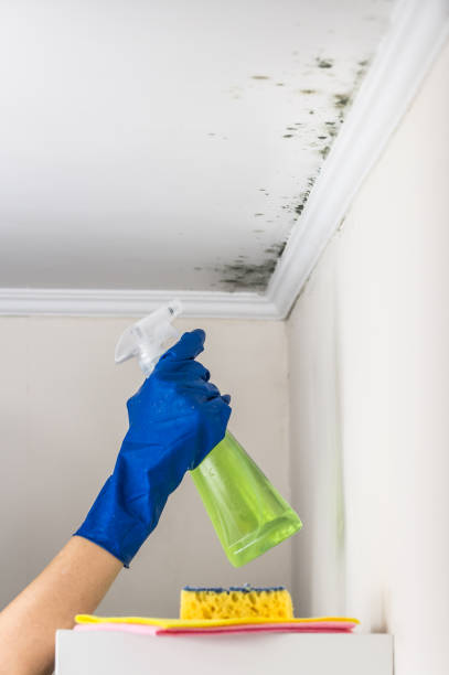 Best Residential Mold Remediation in Mount Vernon, TX