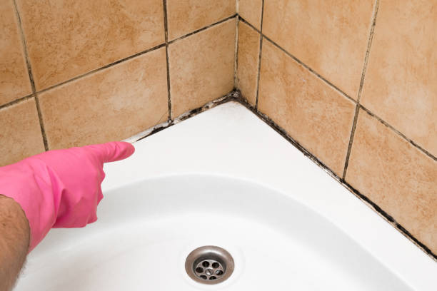 Best Localized Mold Remediation (e.g., coastal areas, humid climates) in Mount Vernon, TX